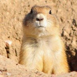 Meet your Posher, Brain